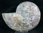 Split Ammonite Fossil (Half) - Beautiful #7977-1